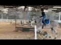 Horse riding lesson with foxy big horse horse equestrian cantering    plf equestrian 