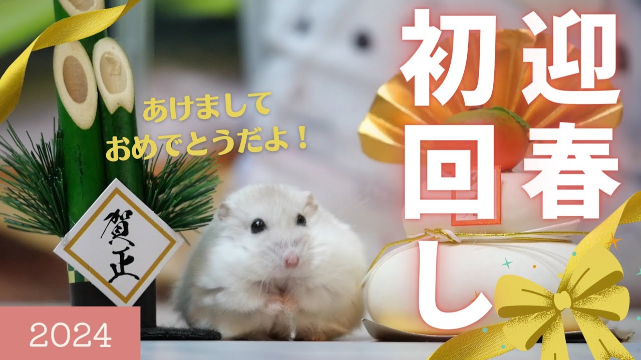 ジャンガリアンハムスター 2024迎春】ジャンガリアンハムスターの初回し - YouTube