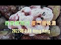 西貢橋咀州 廈門灣後灘 - 4K影片 2022年8月 Hong Kong
