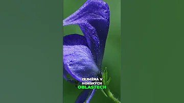 Nejjedovatější Rostlina V Česku Oměj šalamounek 
