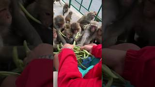 monkey enjoying with beans #feedinganimal