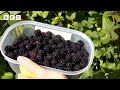 How to pick the perfect berries 🫐🍒 | Newsround