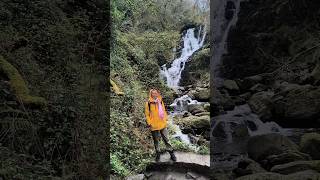 Синичка у водопада Торк Torc Waterfall Национальный парк Килларни графство Керри Ирландия 8.04.2026