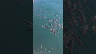 Jak w akwarium #wędkarstwo. Morze Adriatyckie #fishing Rijeka #trip