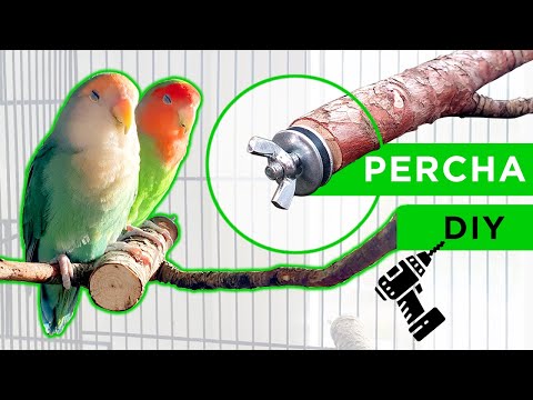 Video: Jaula de bricolaje para un loro. Cómo hacer una jaula para un loro