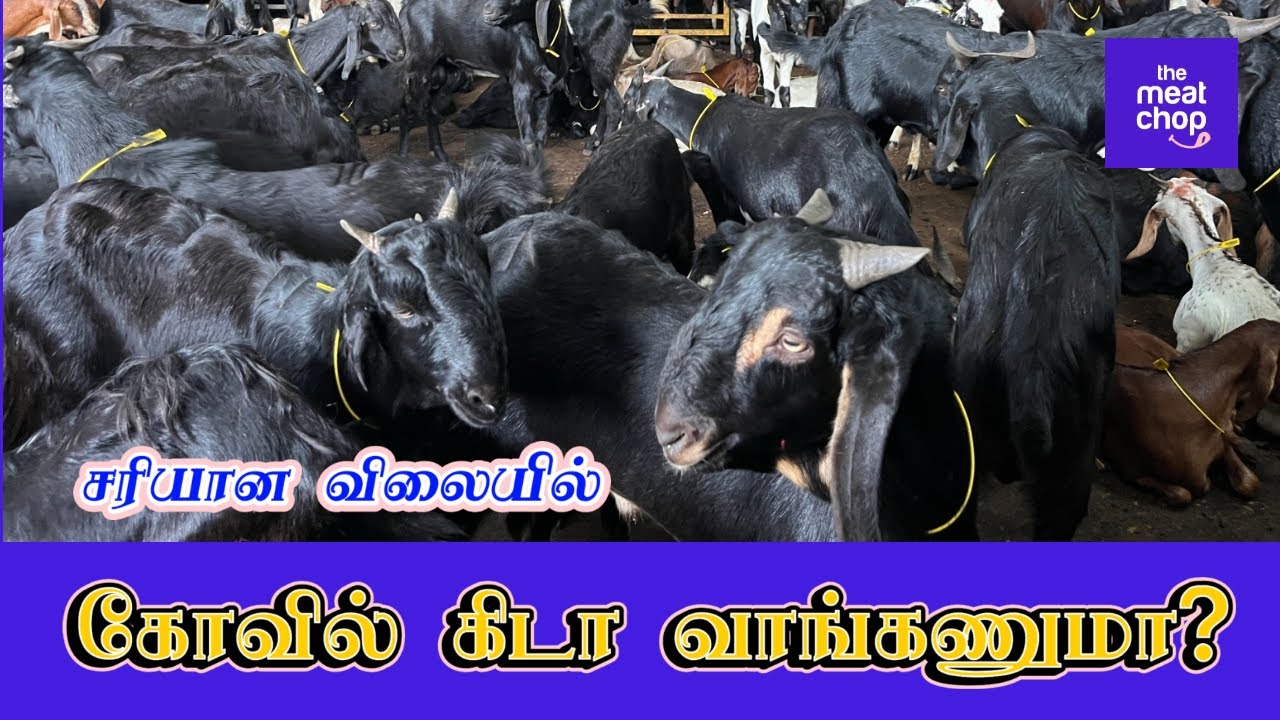 கோவில் கிடா வாங்கணுமா? - TMC 