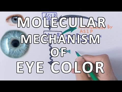 Video: How Eye Color Is Inherited