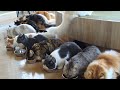 Adorable Cat Cafe in Japan Harajuku Tokyo 😻 CAT CAFE MOCHA