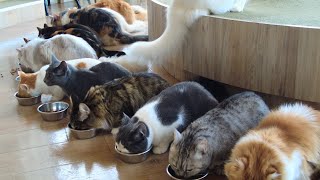 Japonyada Sevimli Kedi Kafesi Harajuku Tokyo Cat Cafe Mocha