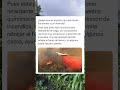 ¿Saben qué es el polvo rojo que lanzan los aviones a un incendio Pues este polvo rojo func#shorts