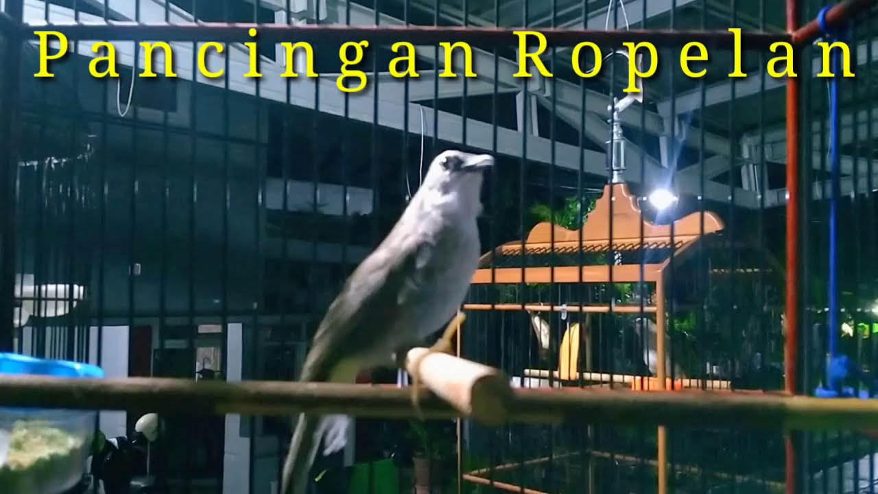 Pancingan Trucuk Tempelan