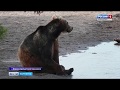 Вести-Камчатка: Слишком много медведей