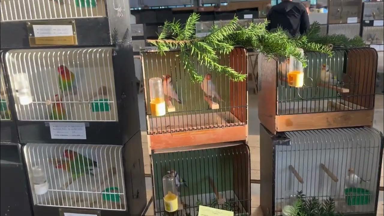  Foto zu Vogel Börse 🕊Lingen 2023 Bird Market 🇩🇪Germany - YouTube 