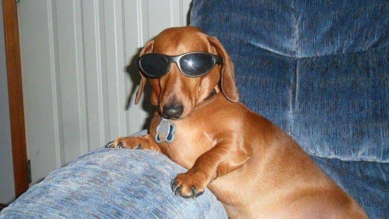 Самые смешные животные 2026 года 😹 (Постарайтесь не засмеяться) Невероятные моменты с домашними ж...