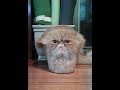 Funny Cats 02