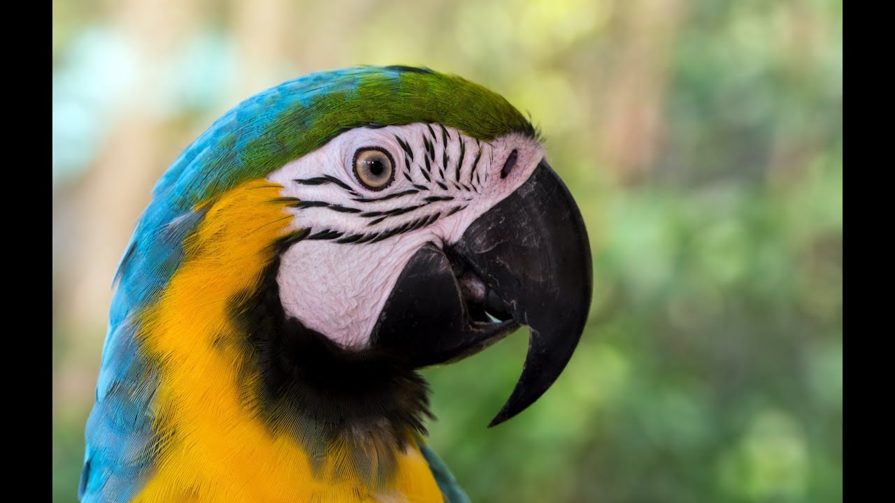 Blue-and-Gold Macaw Parrot 