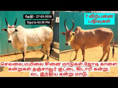 செவலை,மயிலை சினை மாடுகள்.ஜோடி காளை கன்றுகள்.தஞ்சாவூர் குட்டை கிடாரி கன்று. வட இந்திய கன்று மாடு.