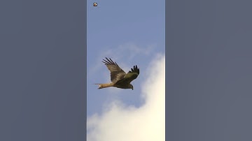 Red Kite Sounds (1)