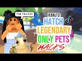 How to Hatch A LEGENDARY PET OFTEN HACKS!!! (100% Working)!?? | SunsetSafari