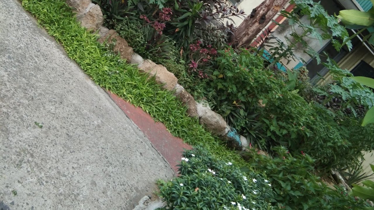 AMAS (Og whun) parody