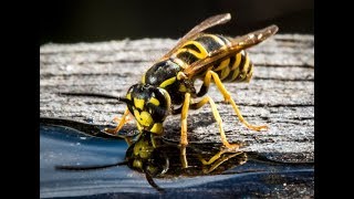 The BEST Yellow Jacket Wasp Trap and Best Bait to Use in Fall Trap Wasps or Hornets, NOT BEES
