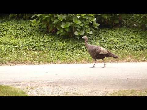 Cape Cod Turkey and Her Young