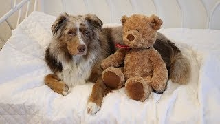 Dog Packs for a Trip | Pekka the Australian Shepherd