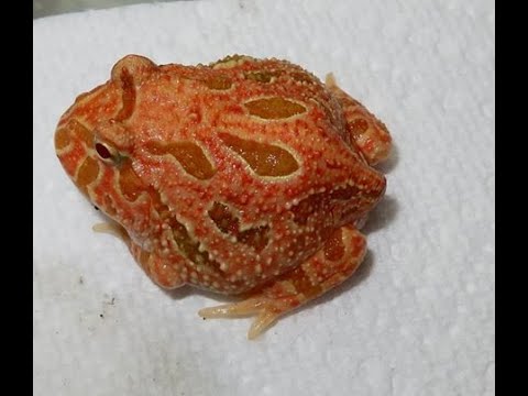 Video: Znanstvenik Pronašao žabu U žabi Tijekom CT Skeniranja - Pac Man Frog Jede žabu