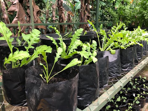 Cara Menanam Arugula Rocket - Dalam 5 Menit!