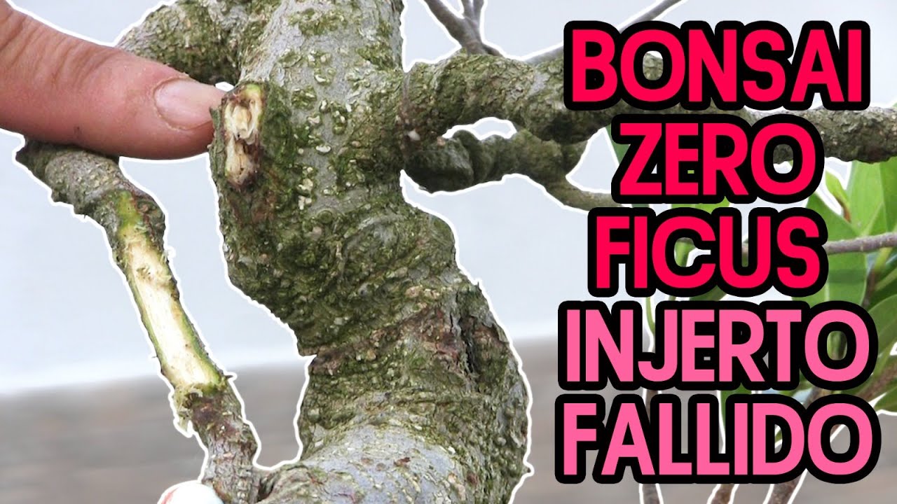 Bonsai Zero Ficus injerto fallido