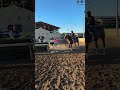 You can’t beat watching world class horses exercise as the sun comes up over Del Mar racetrack! 🌅