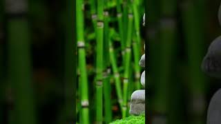 nhac rumba buổi sáng