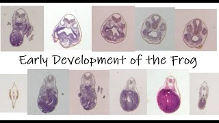 Development of the 4mm Frog Embryo