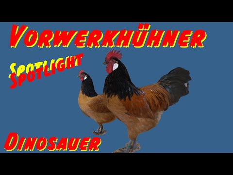 Video: Bojarisches Huhn