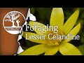 Bushcraft Foraging: Lesser Celandine