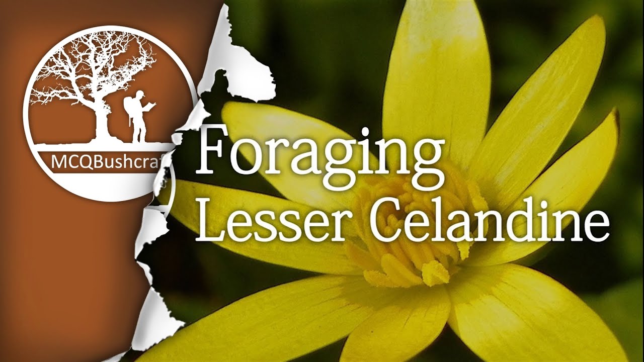 Bushcraft Foraging: Lesser Celandine