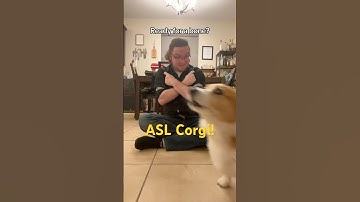 #signlanguage #corgi tricks! #asl #fyp #foryoupage