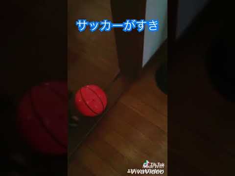 吉澤なおみブリーダーからお迎えしたミニチュアダックスフンド(ロング)：ライムくん