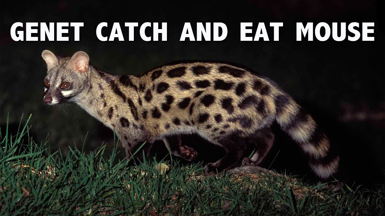 genet cat price