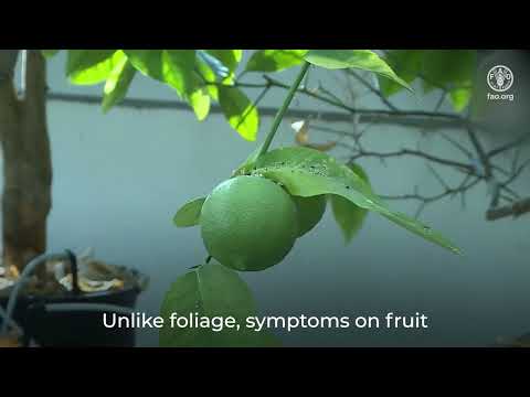 Africa Phytosanitary Programme: Overview of survey guidance: Candidatus liberibacter asiaticus