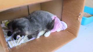 Frank and Etta - RSPCA Canterbury screenshot 4