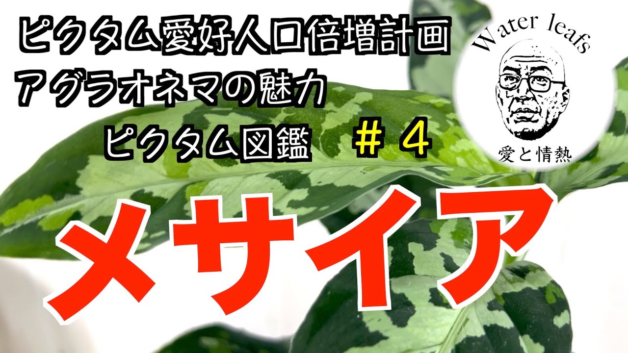アグラオネマ図鑑#4】アグラオネマ・ピクタム・メサイア！ - YouTube