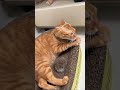 Nah These Kittens Are Insane 😹