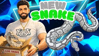 This Snake Unlocks A New Double Recessive Project 