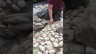 Disapproving Duck Nibbles Owner as He Builds a New Pond