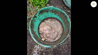 Septic Pumping Near Me | Septic Tank Cleaning & Repair in Auburn, Kent & Federal Way WA