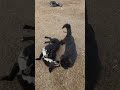 fighting dogs funny