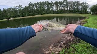 Post Spawn LARGEMOUTH BASS On The Fly