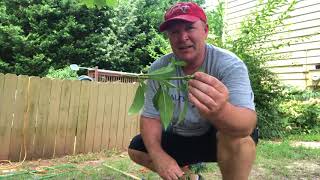 How to Trim Yellowbells- The Great Yellowbell Massacre NRE