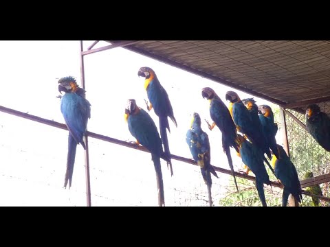 Vídeo: Você Está Pronto Para Adotar Um Pássaro?